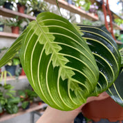 Maranta Leuconeura 'Lemon Lime' in a 11 - 13 cm pot at The Watered Garden