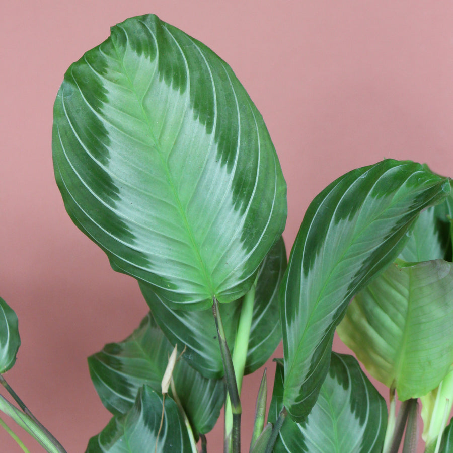 Maranta Leuconeura Silver Band