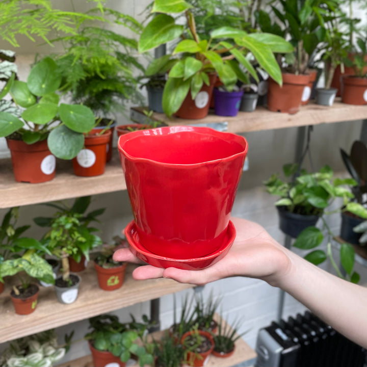 A hand holds a vibrant red ceramic pot with a glossy finish and a wavy rim, adding a pop of colour against the natural green hues of various potted plants in the background.