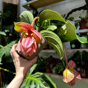 Medinilla Magnifica 'Candy' in a 13 - 15 cm pot at The Watered Garden