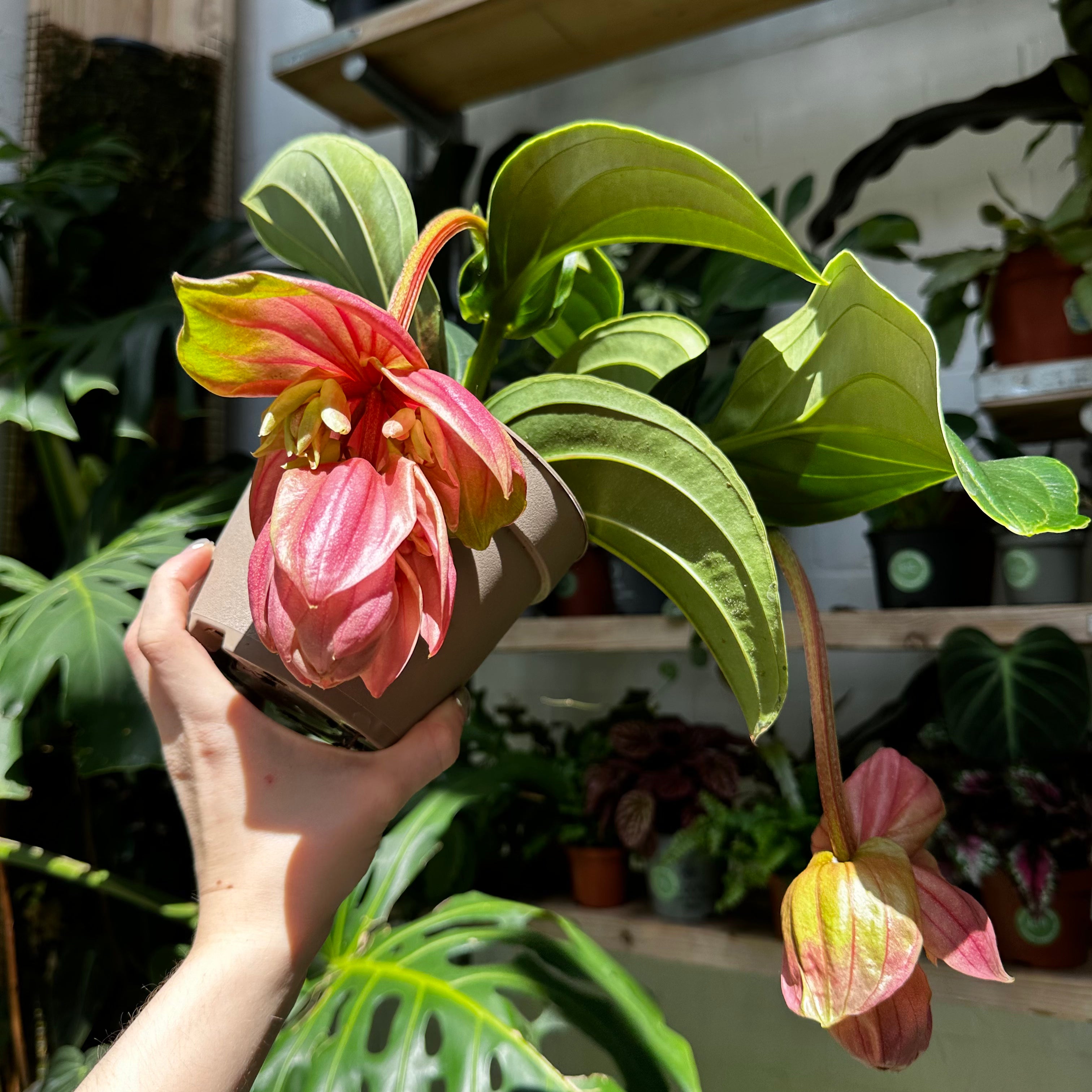 Medinilla Magnifica 'Candy' in a 13 - 15 cm pot at The Watered Garden