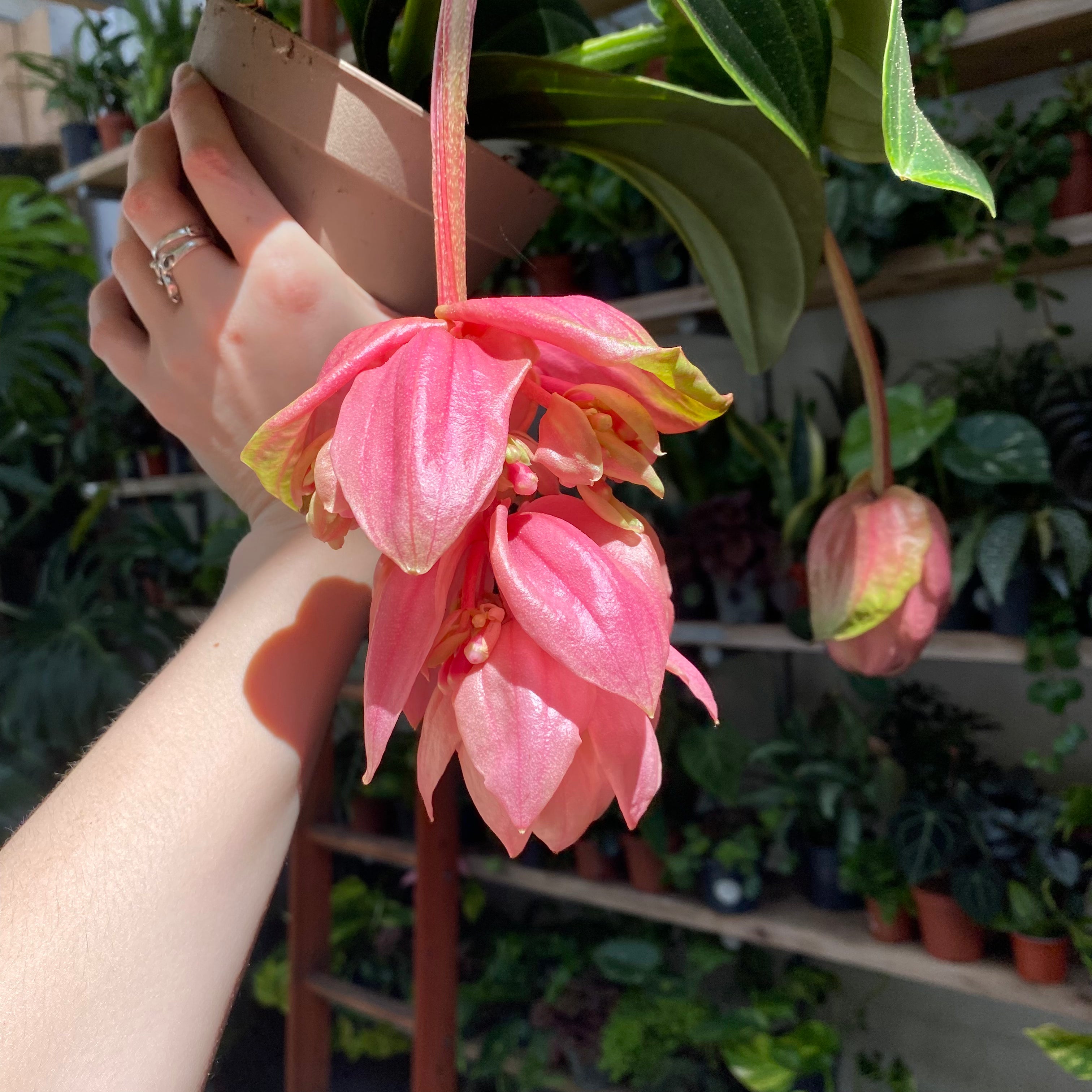 Medinilla Magnifica 'Candy' in a 13 - 15 cm pot at The Watered Garden