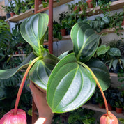 Medinilla Magnifica 'Candy' in a 13 - 15 cm pot at The Watered Garden