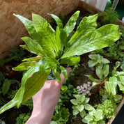 Microsorum Musifolium 'Crocodyllus' in a 5 - 7 cm pot at The Watered Garden