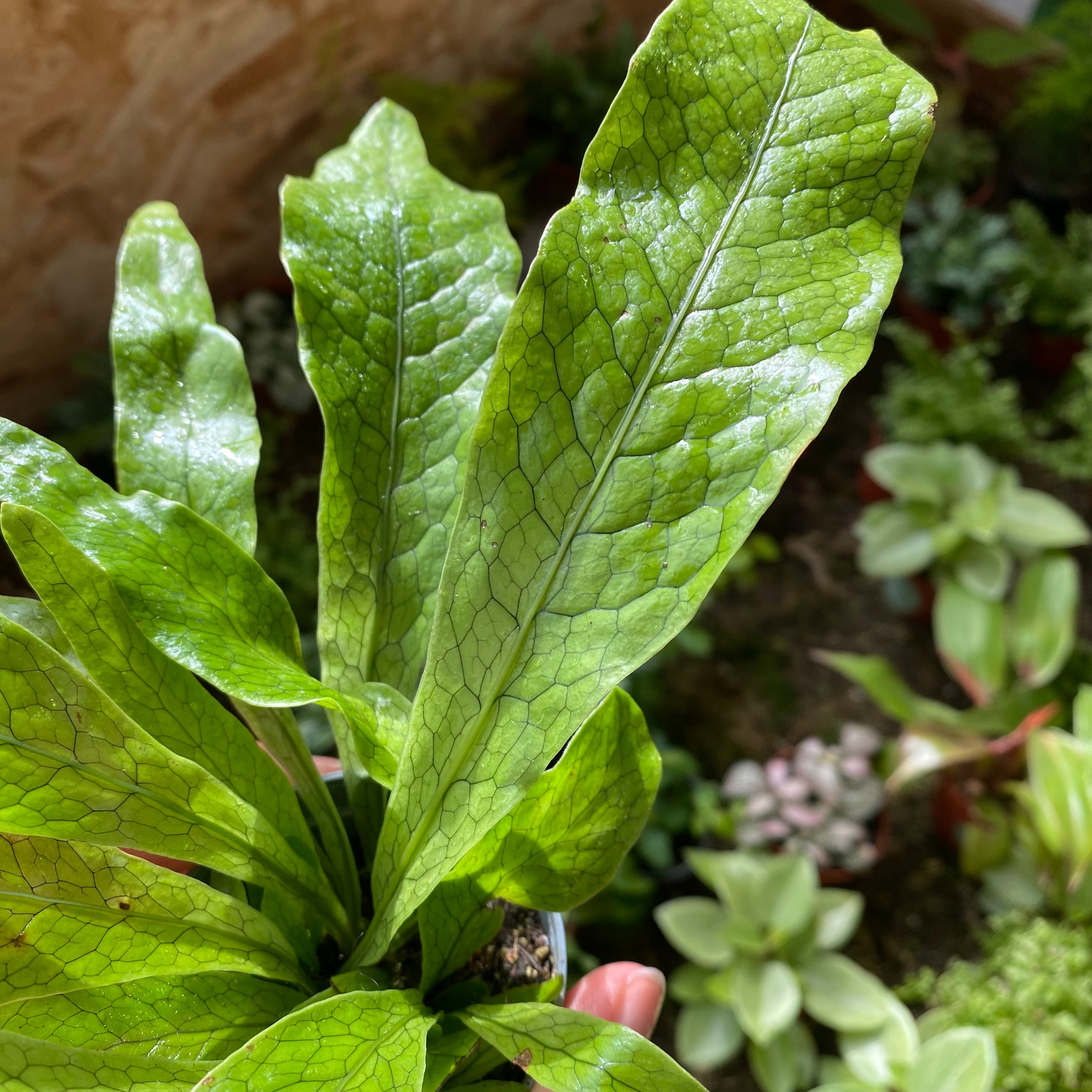 Microsorum Musifolium 'Crocodyllus' in a 5 - 7 cm pot at The Watered Garden