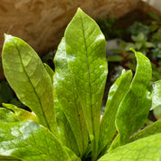 Microsorum Musifolium 'Crocodyllus' in a 5 - 7 cm pot at The Watered Garden