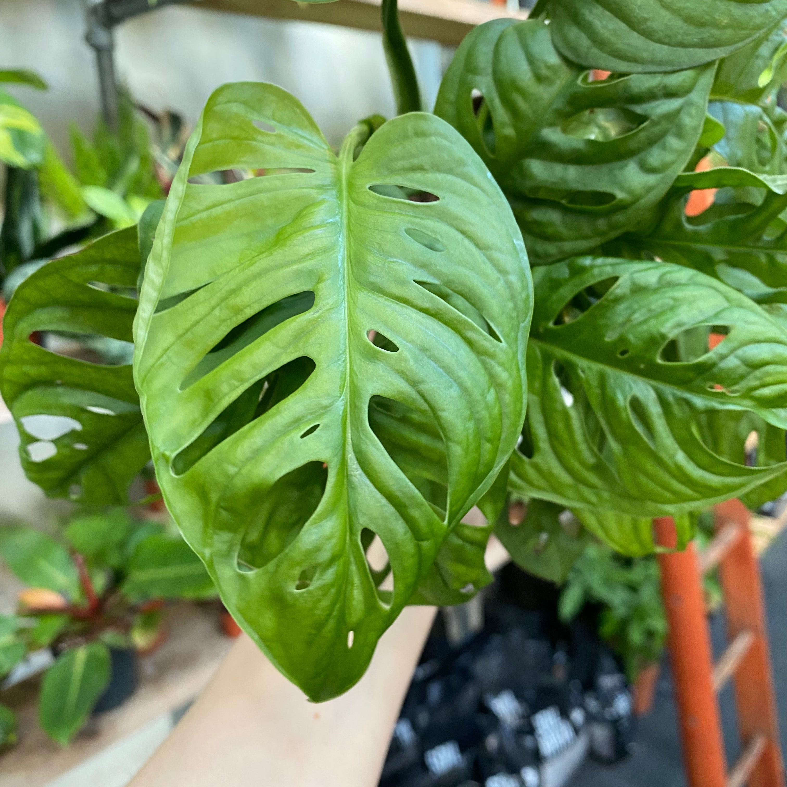 Monstera Adansonii in a 11 - 13 cm pot at The Watered Garden