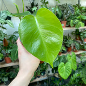 Monstera Deliciosa in a 9 - 11 cm pot at The Watered Garden