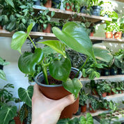 Monstera Deliciosa in a 9 - 11 cm pot at The Watered Garden
