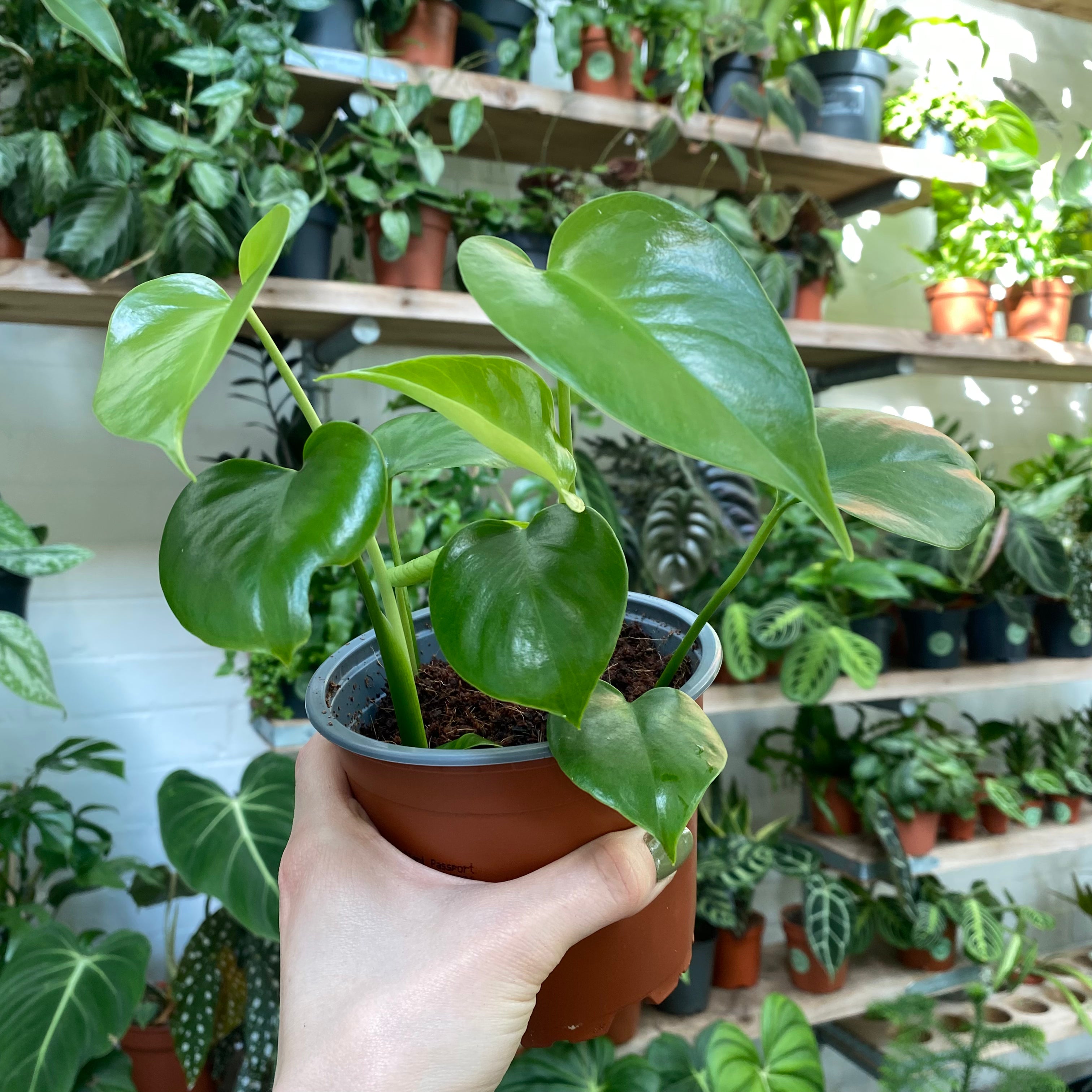 Monstera Deliciosa in a 9 - 11 cm pot at The Watered Garden