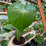Monstera Deliciosa in a 11 - 13 cm pot at The Watered Garden
