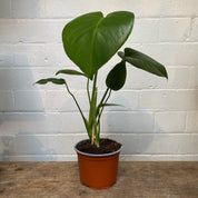 Monstera Deliciosa in a 11 - 13 cm pot at The Watered Garden