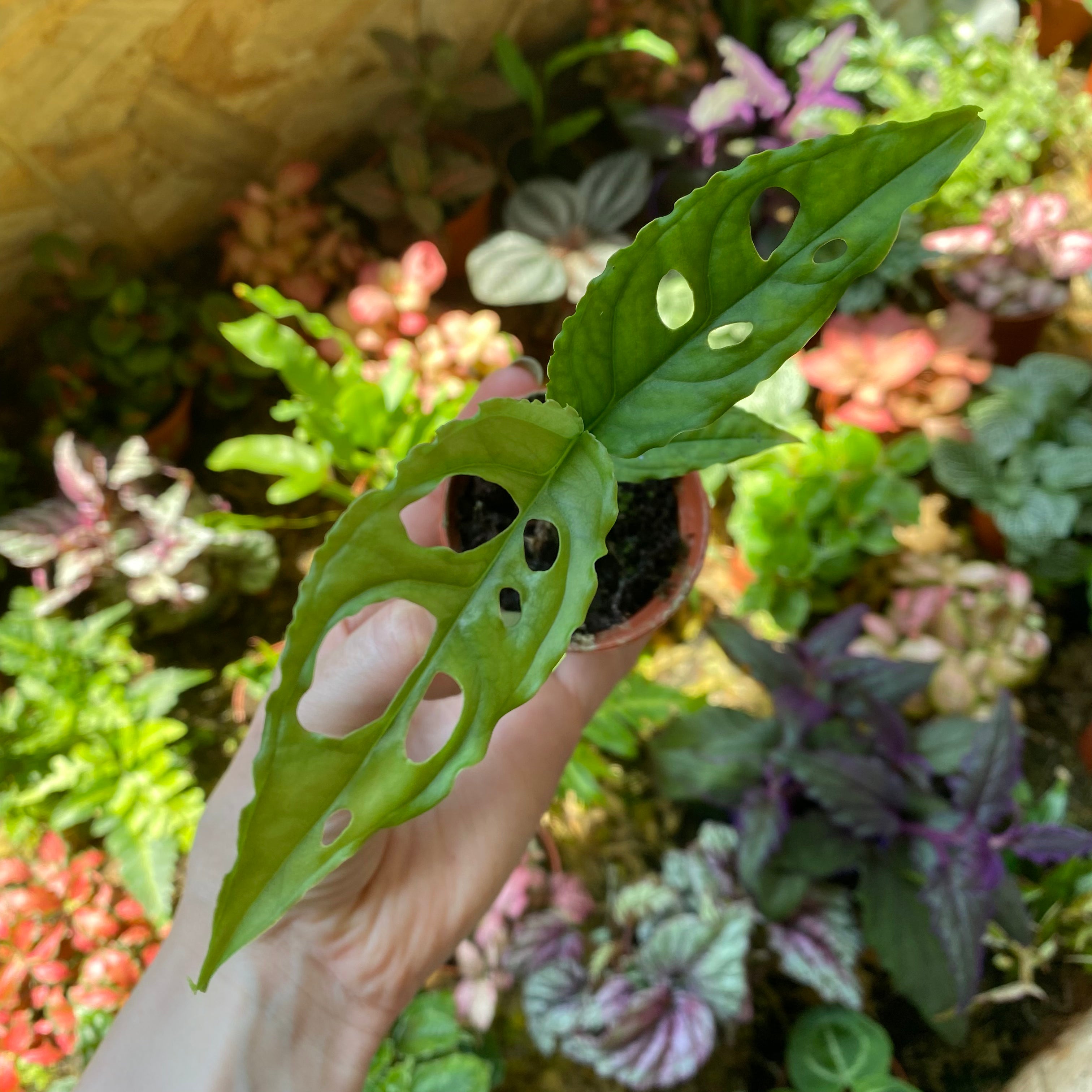 Monstera Obliqua 'Peru' in a 5 - 7 cm pot at The Watered Garden