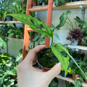 Monstera Obliqua 'Peru' in a 5 - 7 cm pot at The Watered Garden