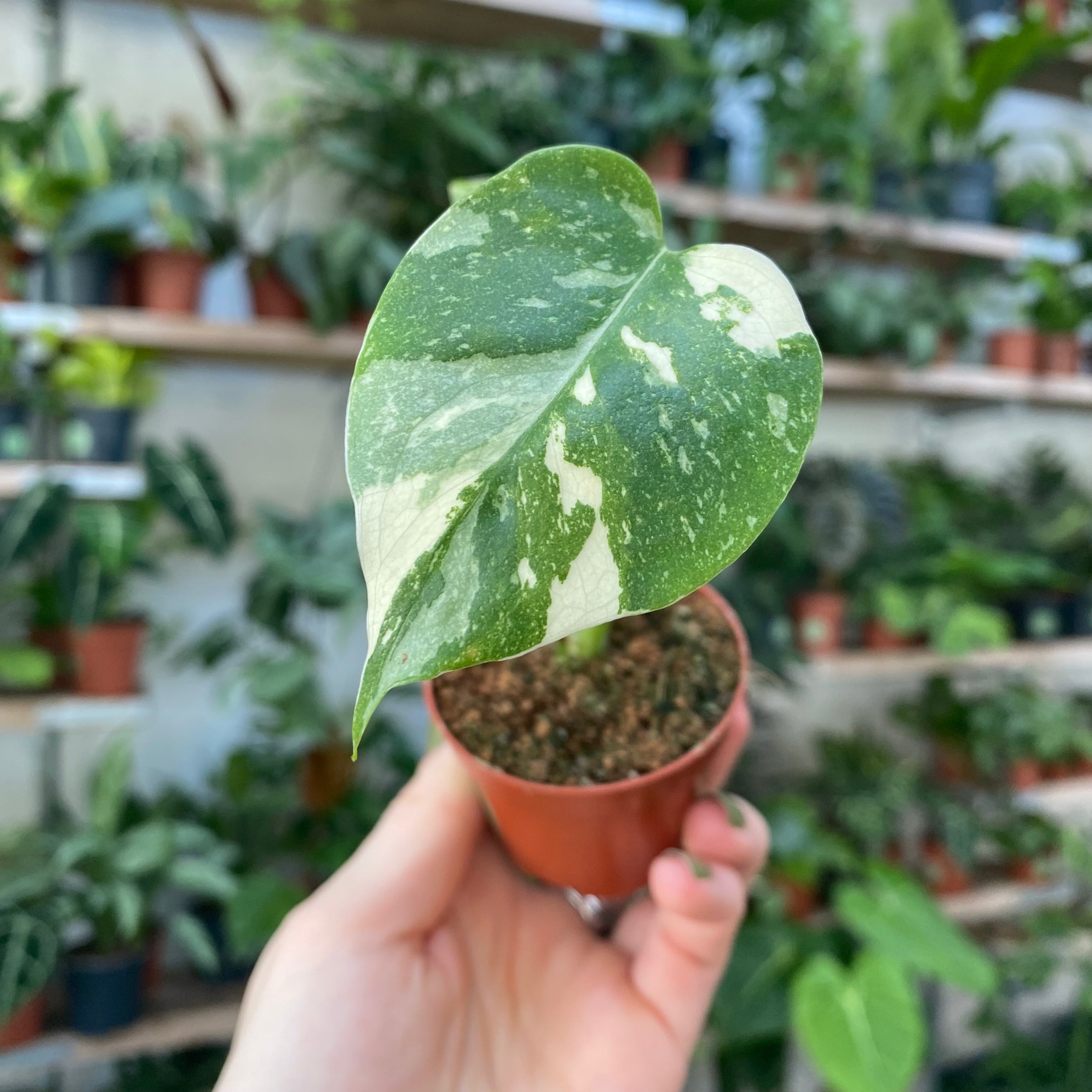 Monstera Thai Constellation in a 5 - 7 cm pot at The Watered Garden