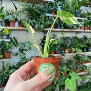Monstera Thai Constellation in a 5 - 7 cm pot at The Watered Garden