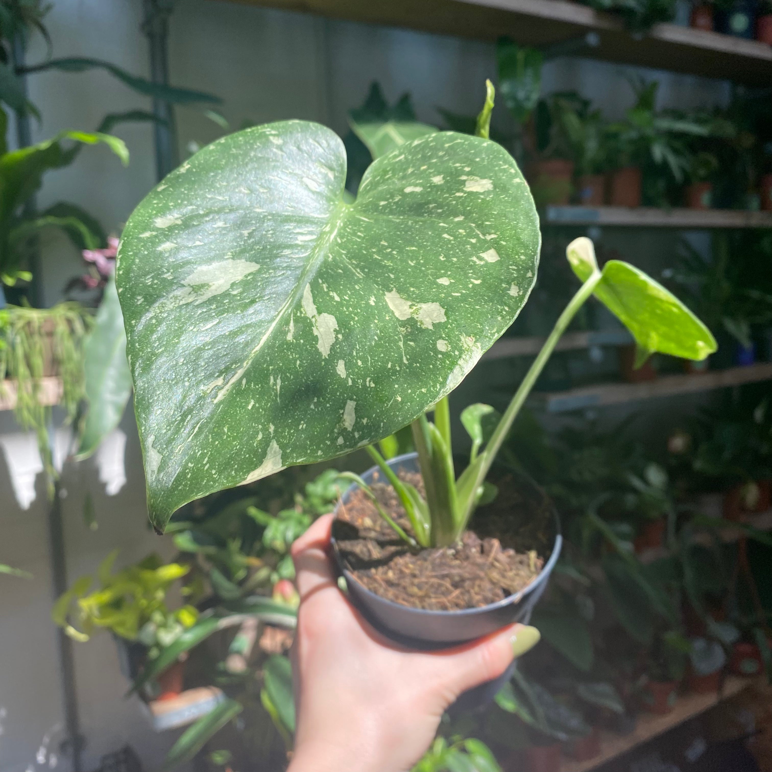 Monstera Thai Constellation in a 11 - 13 cm pot at The Watered Garden