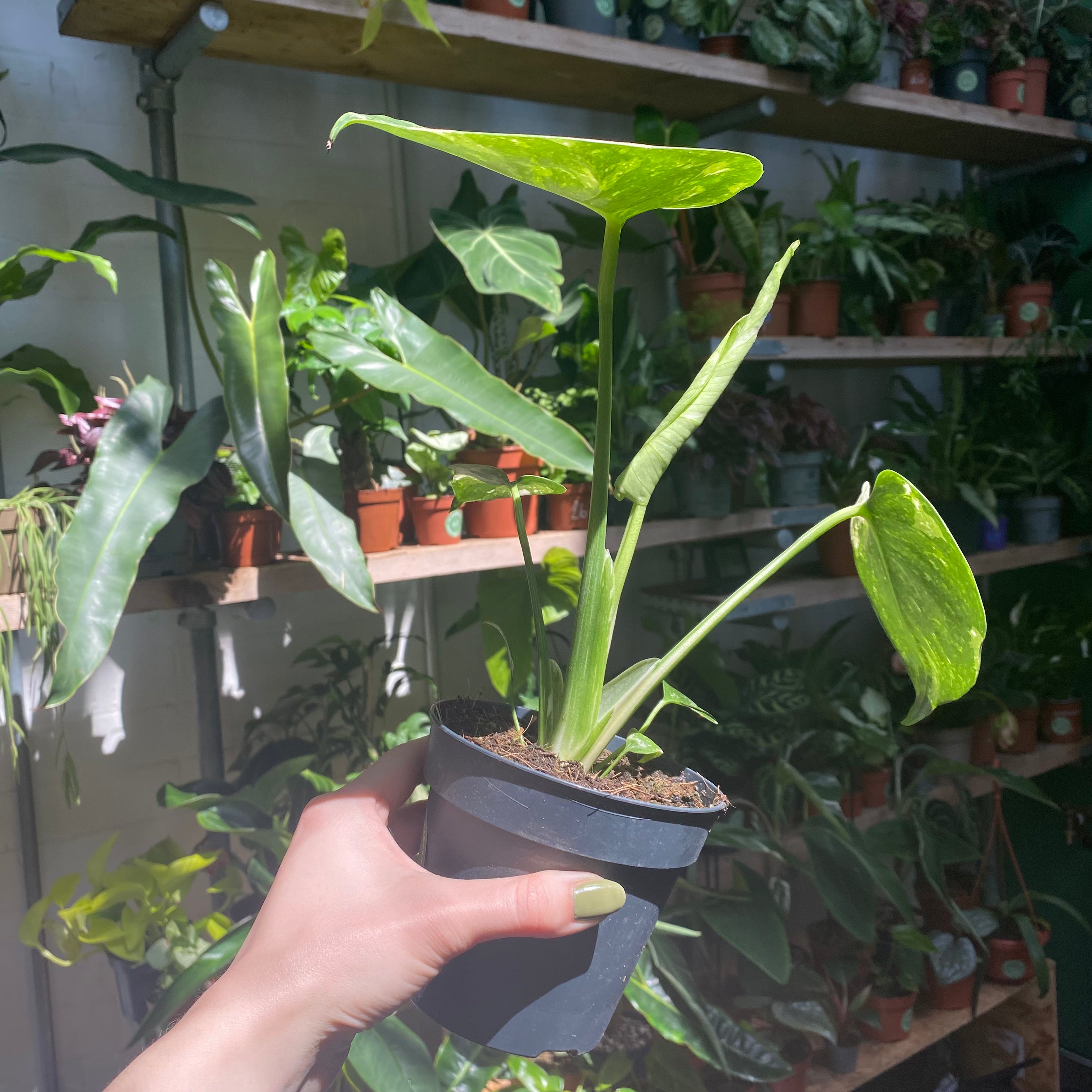 Monstera Thai Constellation in a 11 - 13 cm pot at The Watered Garden