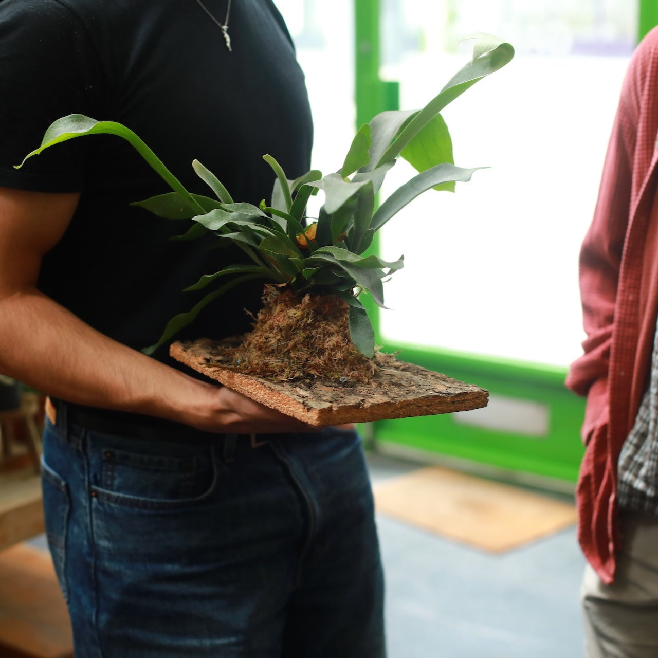 completed mounted staghorn fern