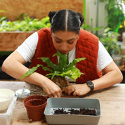 person making a mounted crocodile fern