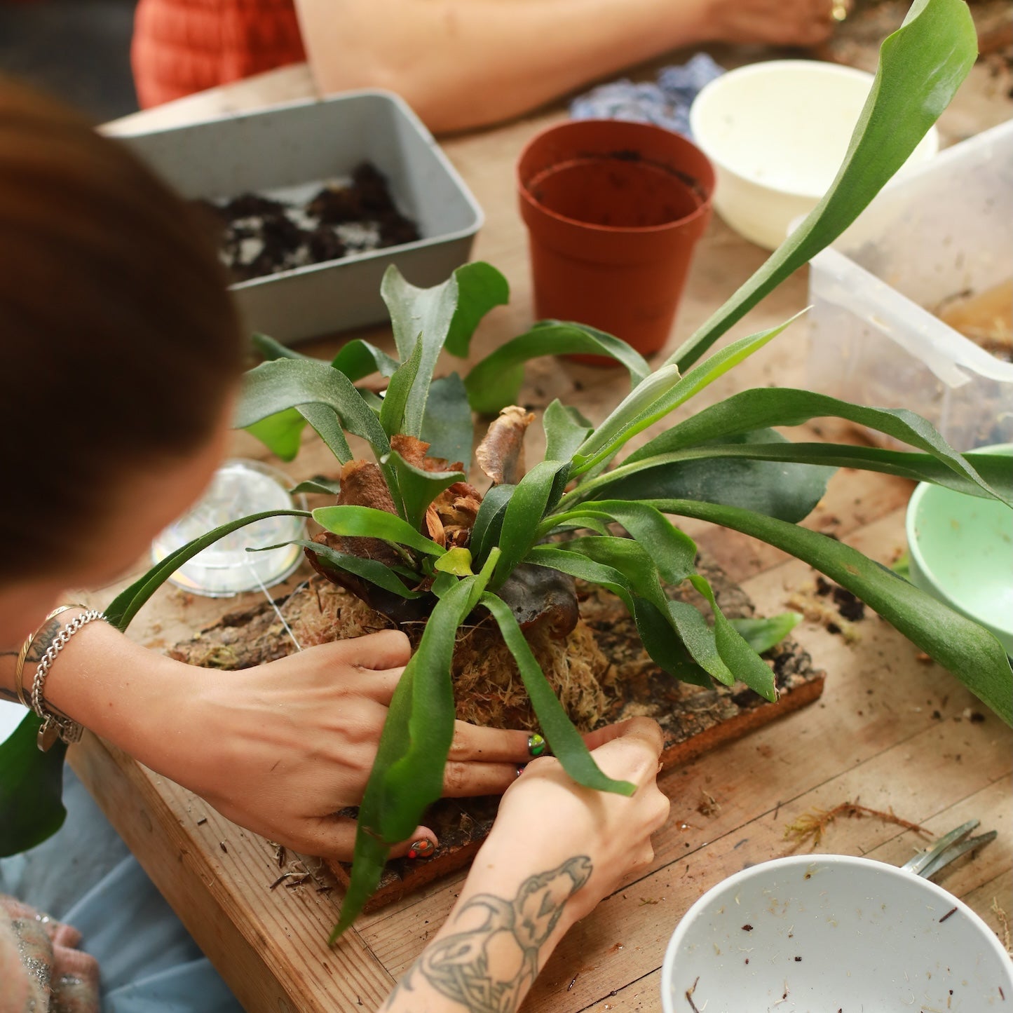 person making a mounted staghorn fern