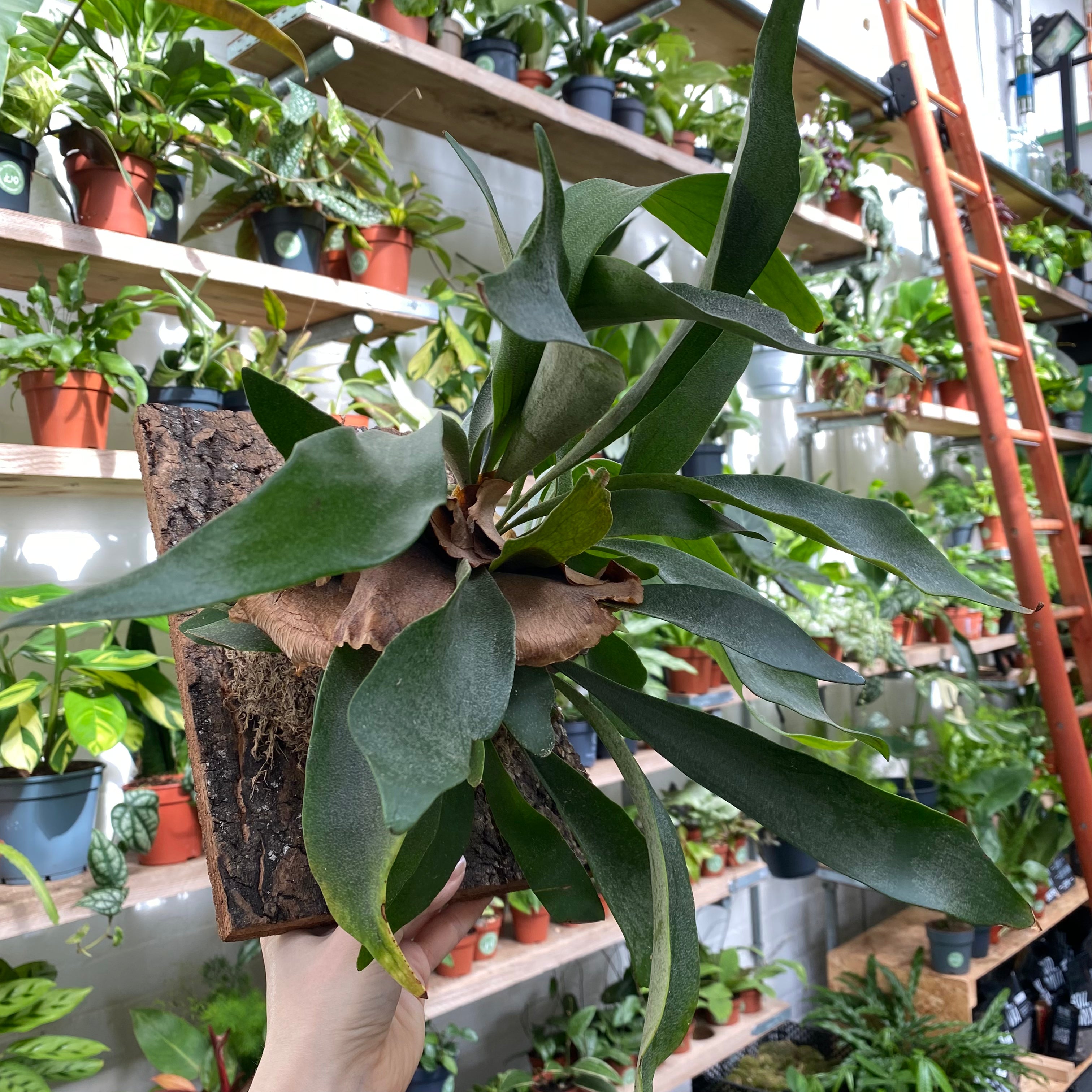 mounted_staghorn_fern00008.heic