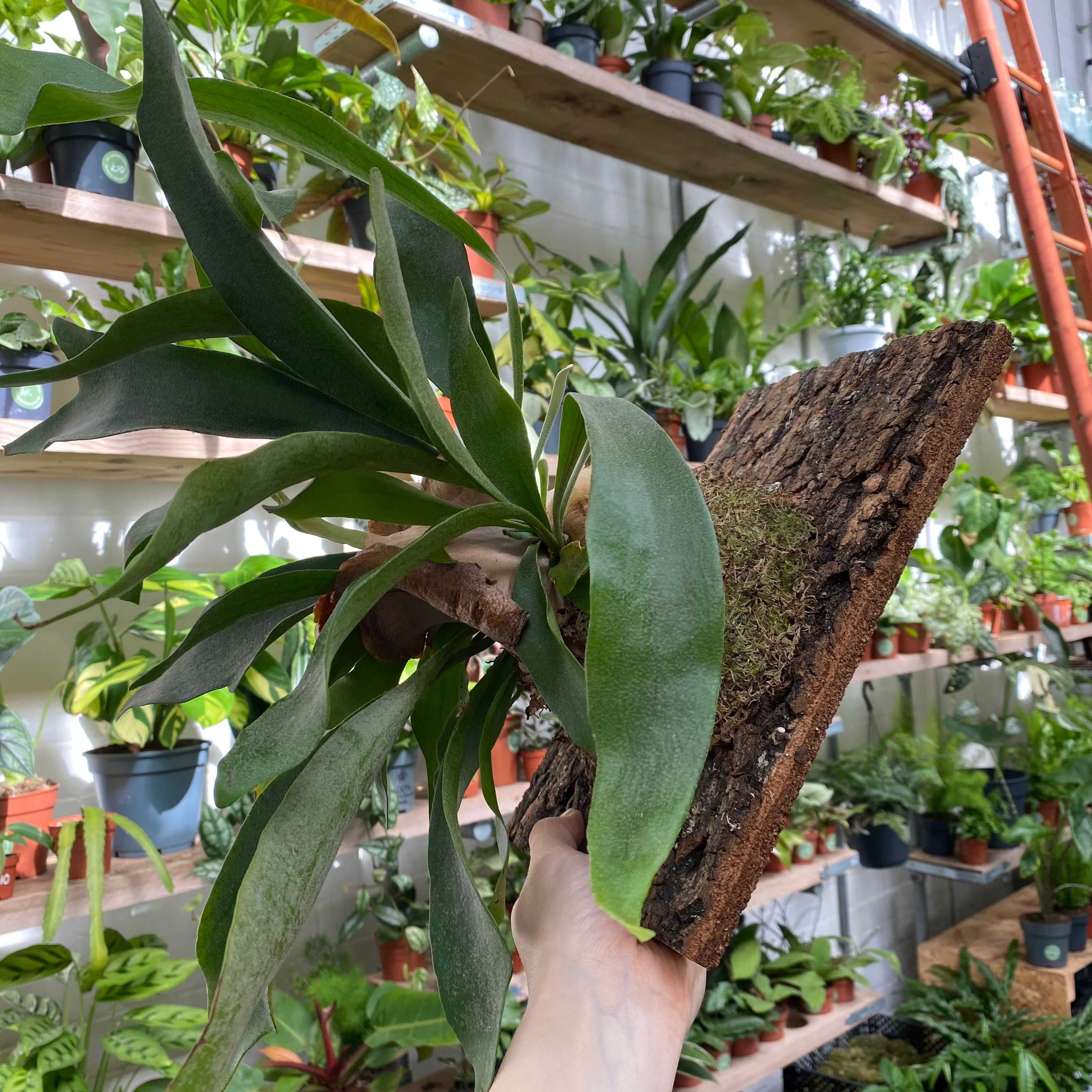 mounted_staghorn_fern00009.heic