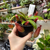 Nepenthes 'Bloody Mary' in a 9 - 11 cm pot at The Watered Garden