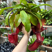 Nepenthes 'Bloody Mary' in a 11 - 13 cm pot at The Watered Garden