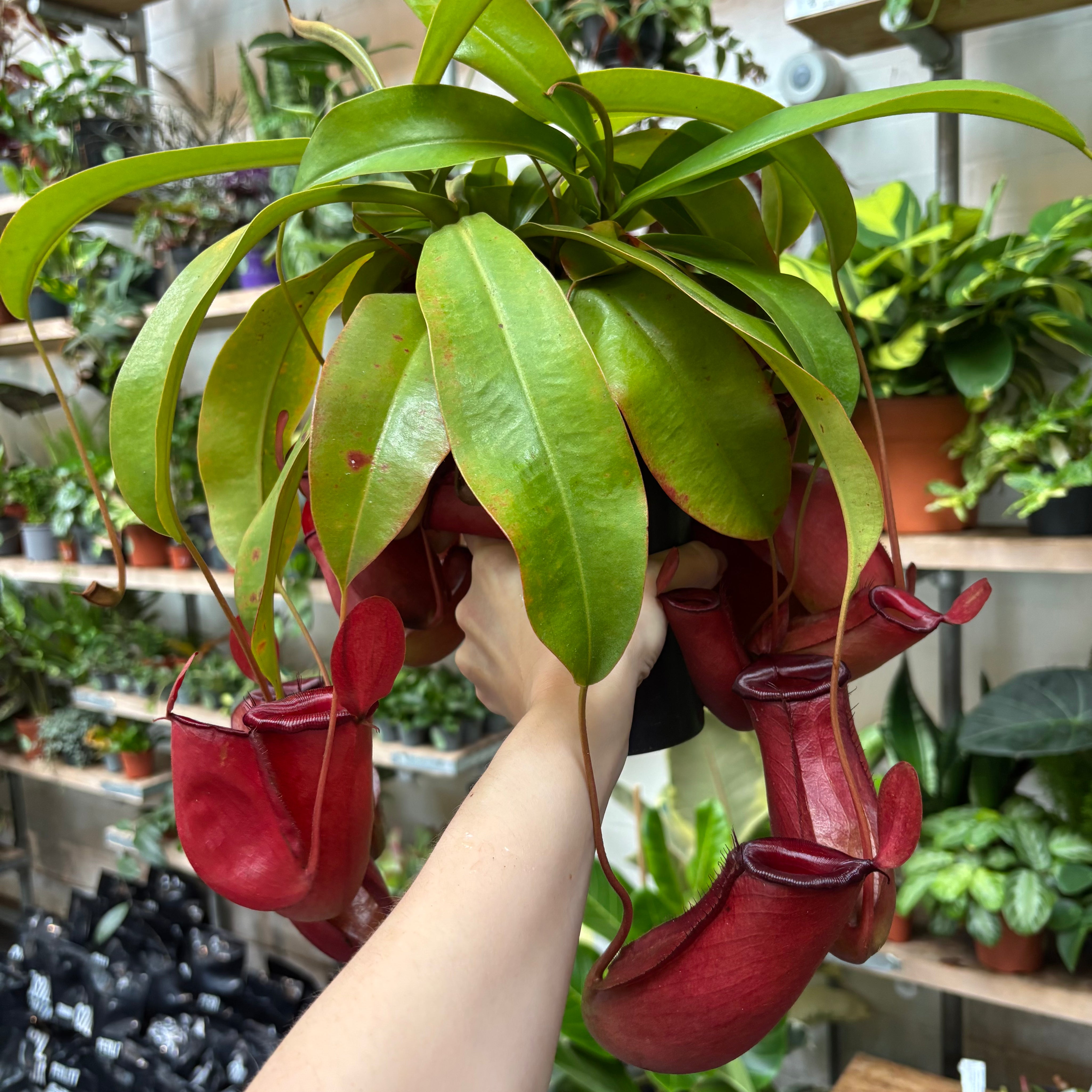 Nepenthes 'Bloody Mary' in a 11 - 13 cm pot at The Watered Garden