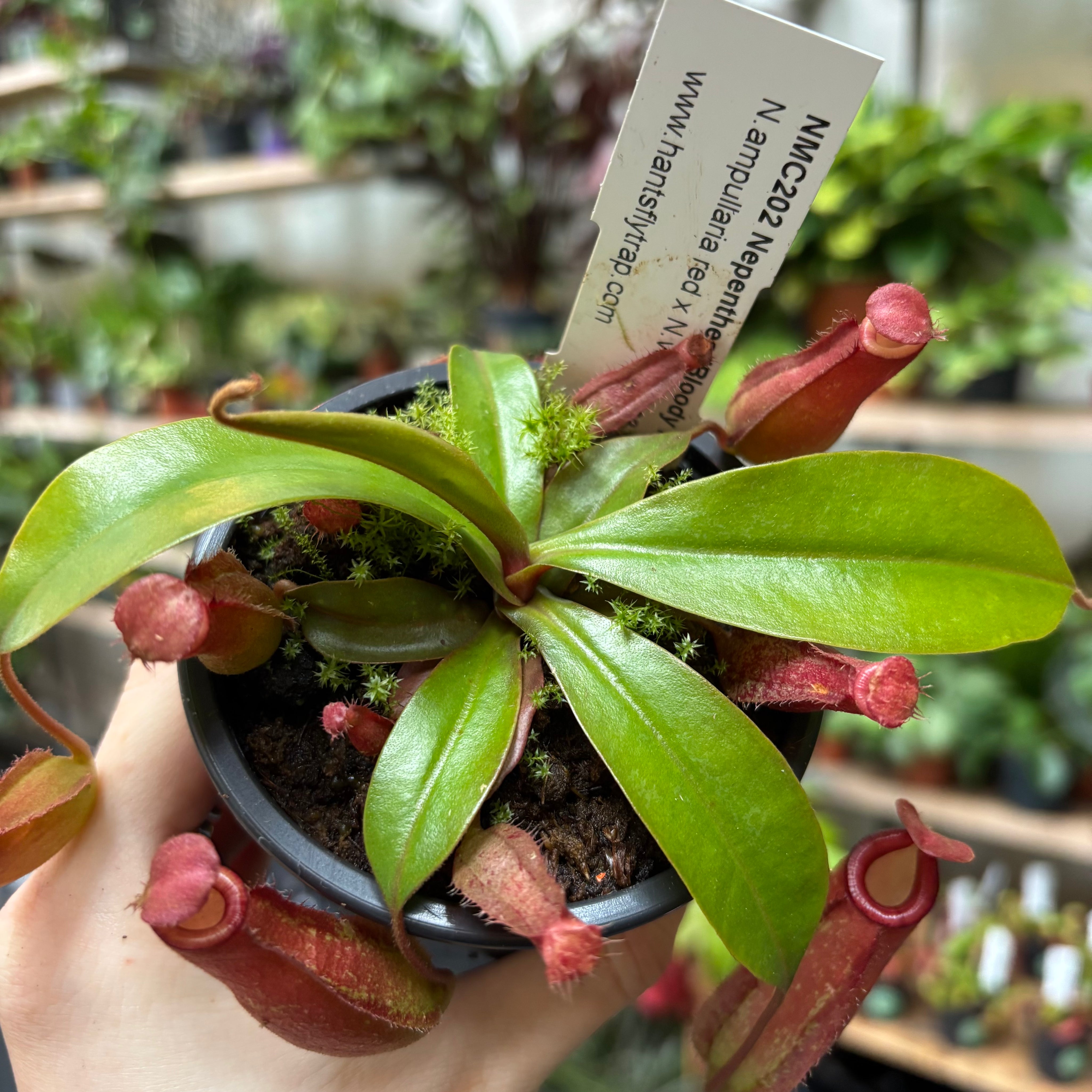 Nepenthes 'Bloody Mary' in a 9 - 11 cm pot at The Watered Garden
