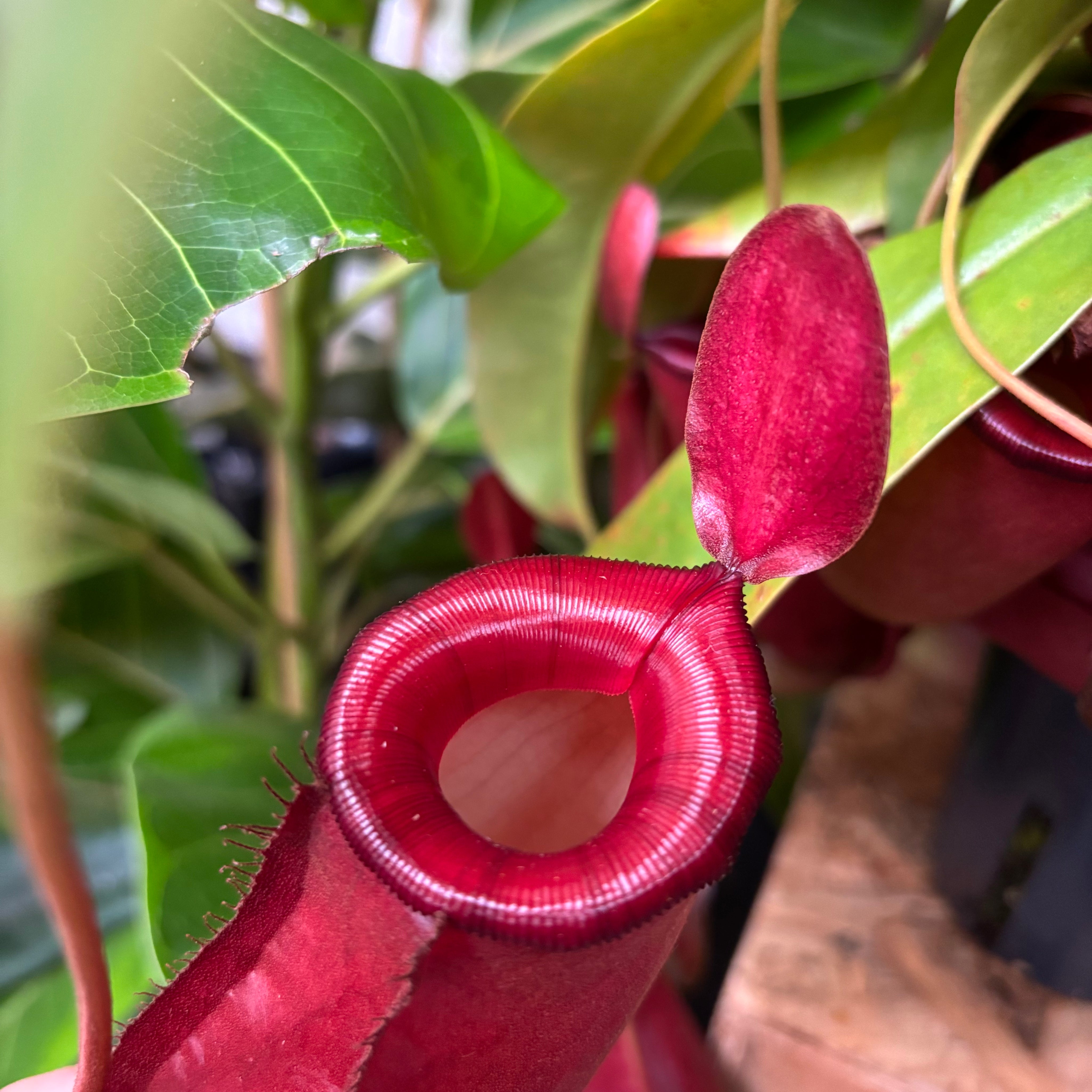 Nepenthes 'Bloody Mary' in a 9 - 11 cm pot at The Watered Garden