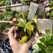 Nepenthes Gaya in a 9 - 11 cm pot at The Watered Garden