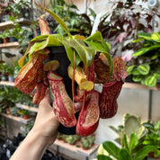Nepenthes Gaya in a 11 - 9 cm pot at The Watered Garden