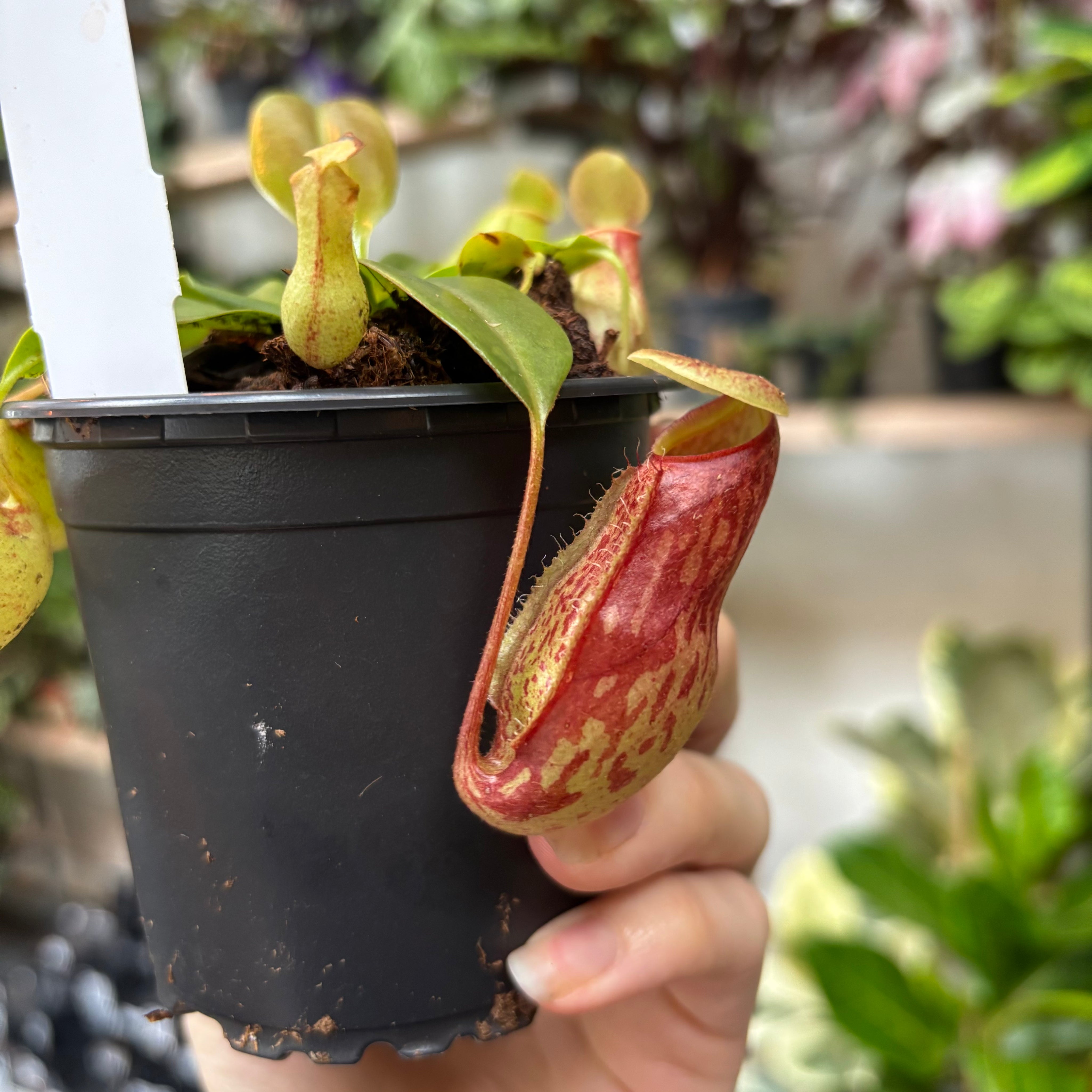 Nepenthes Gaya in a 9 - 11 cm pot at The Watered Garden
