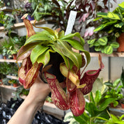 Nepenthes Gaya in a 11 - 13 cm pot at The Watered Garden