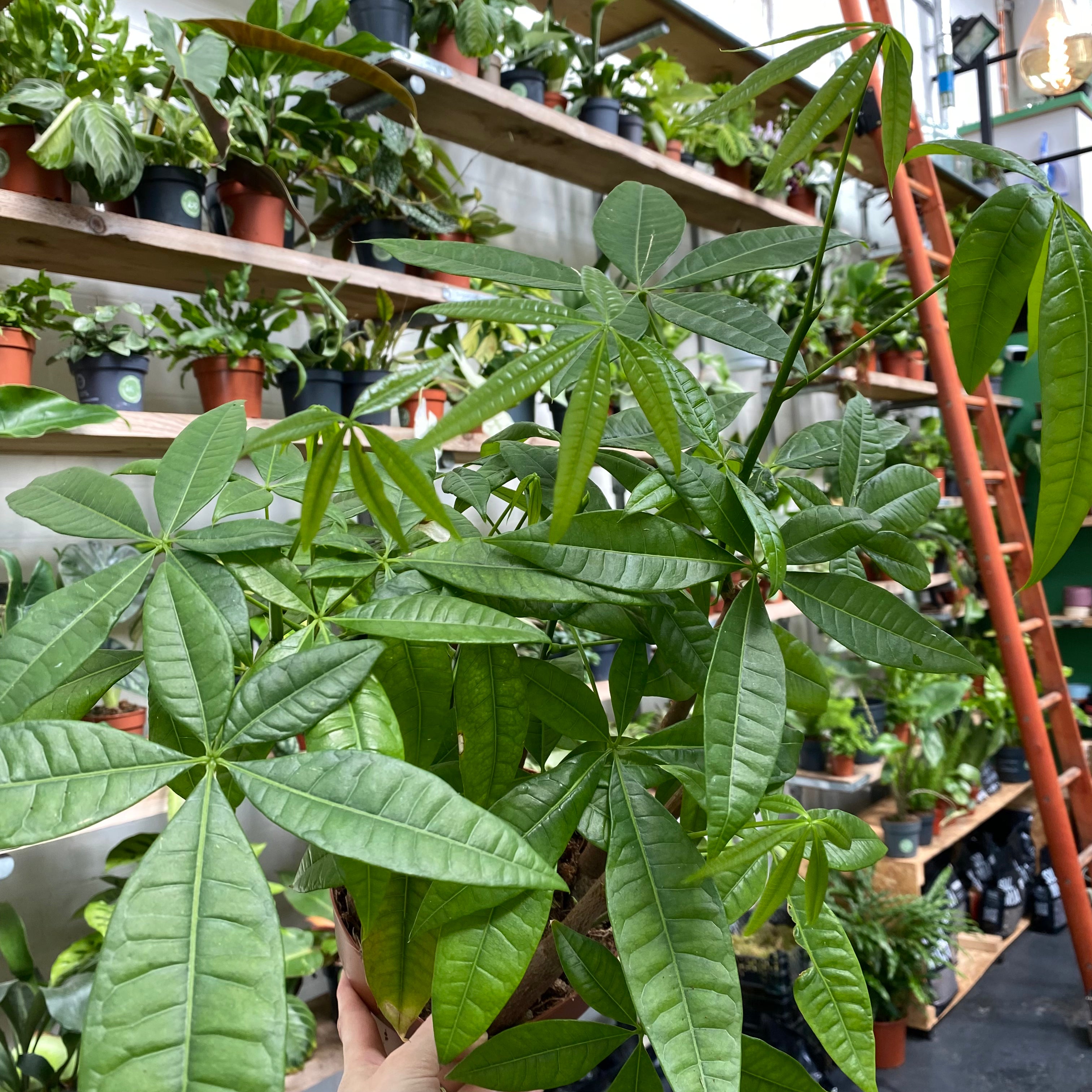 Pachira Aquatica in a 11 - 13 cm pot at The Watered Garden