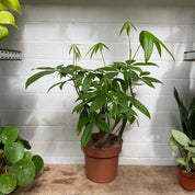 Pachira Aquatica in a 17 - 19 cm pot at The Watered Garden