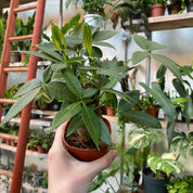 Pachira Aquatica in a 7 - 9 cm pot at The Watered Garden