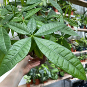 Pachira Aquatica in a 11 - 13 cm pot at The Watered Garden