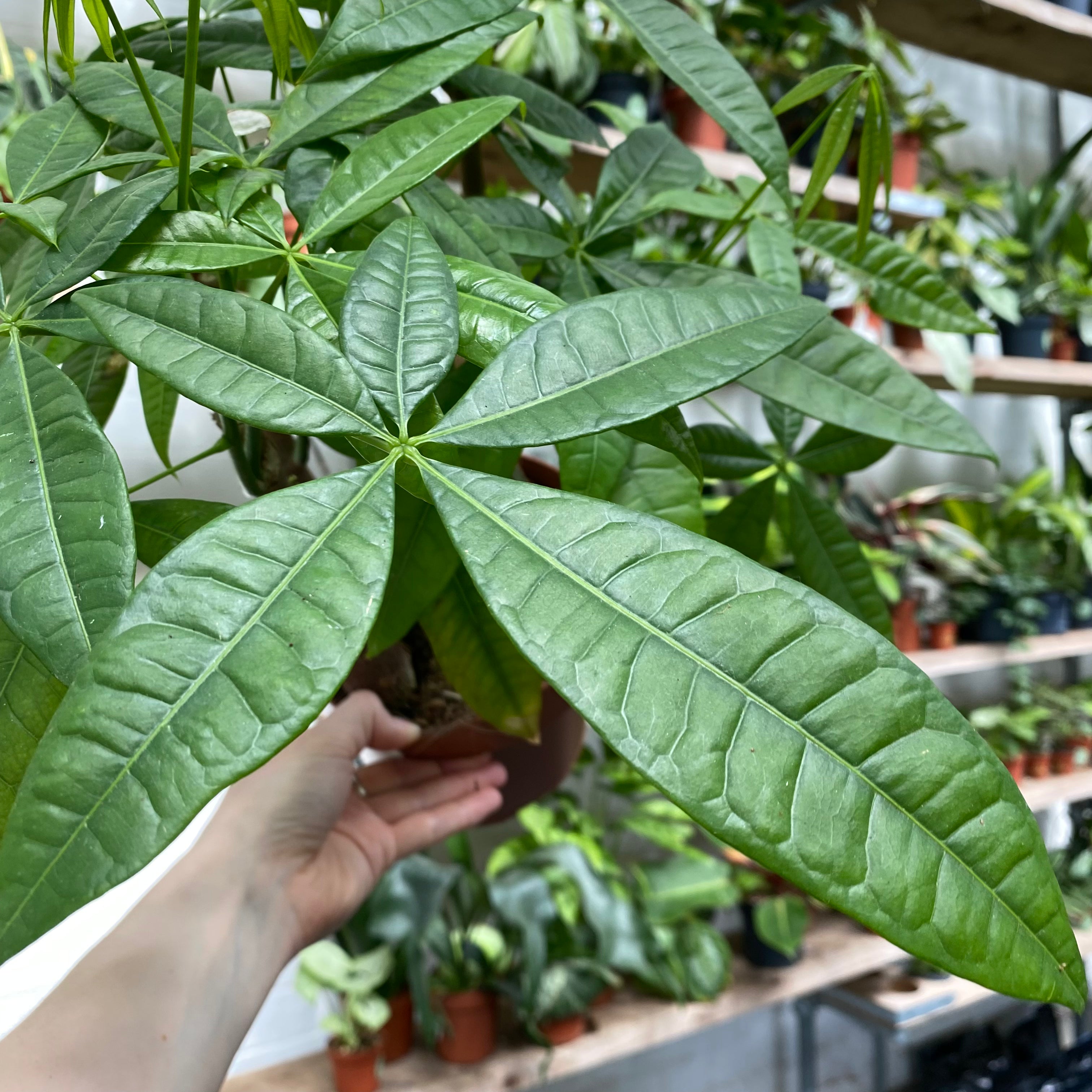Pachira Aquatica in a 11 - 13 cm pot at The Watered Garden