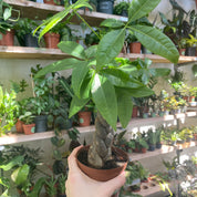 Pachira Aquatica Bonsai in a 9 - 11 cm pot at The Watered Garden