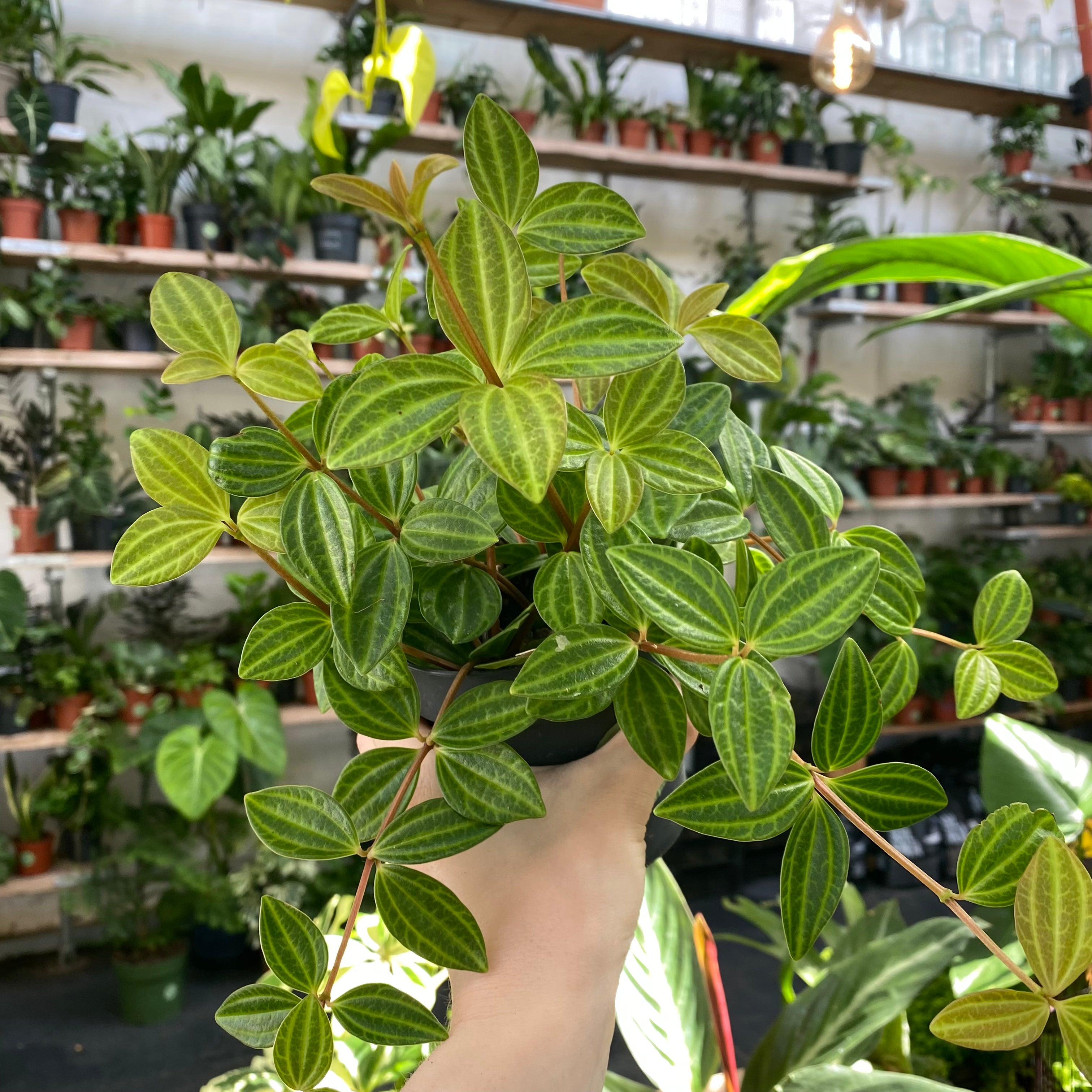 Peperomia Angulata 'Rocca Scuro' in a 9 - 11 cm pot at The Watered Garden
