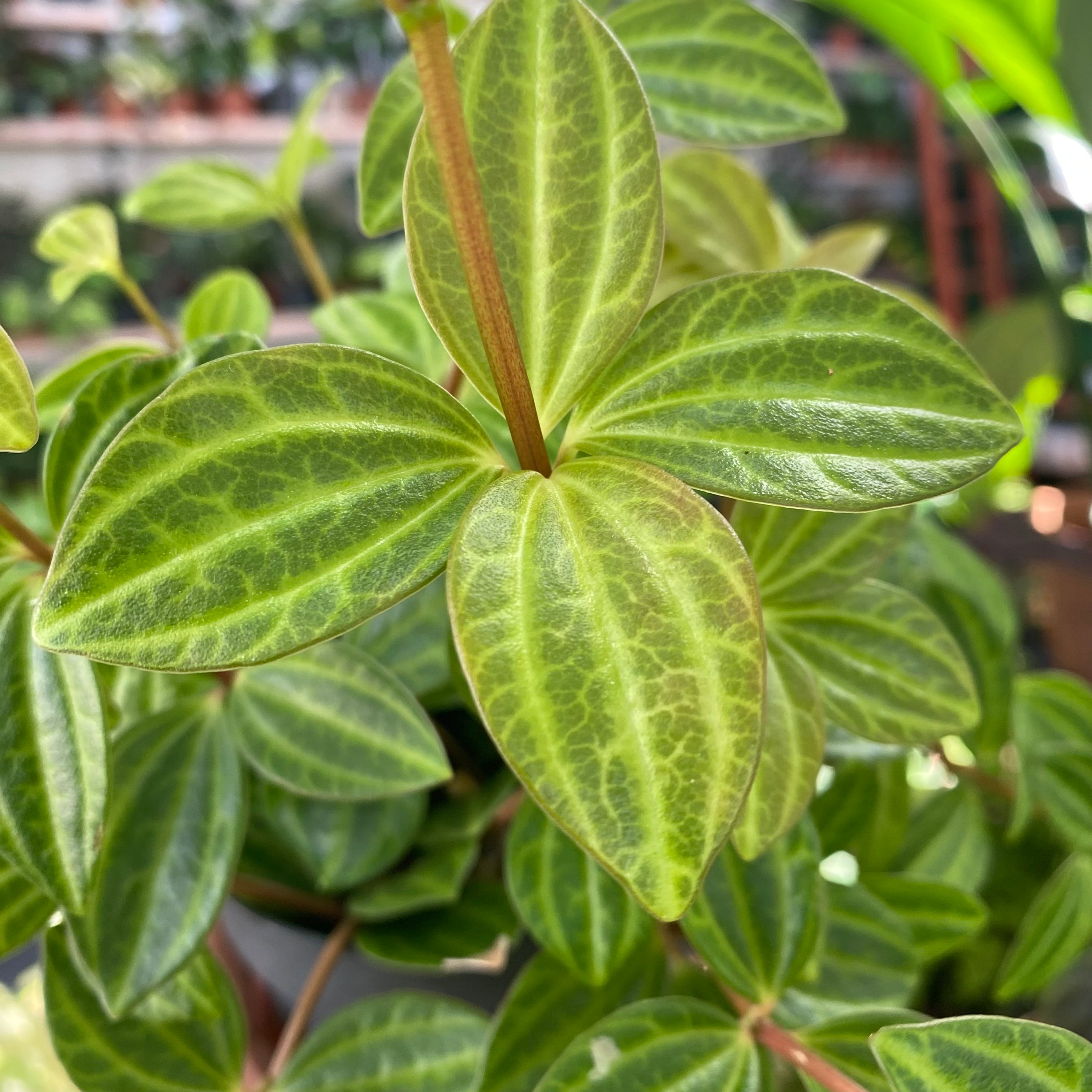 Peperomia Angulata 'Rocca Scuro' in a 9 - 11 cm pot at The Watered Garden