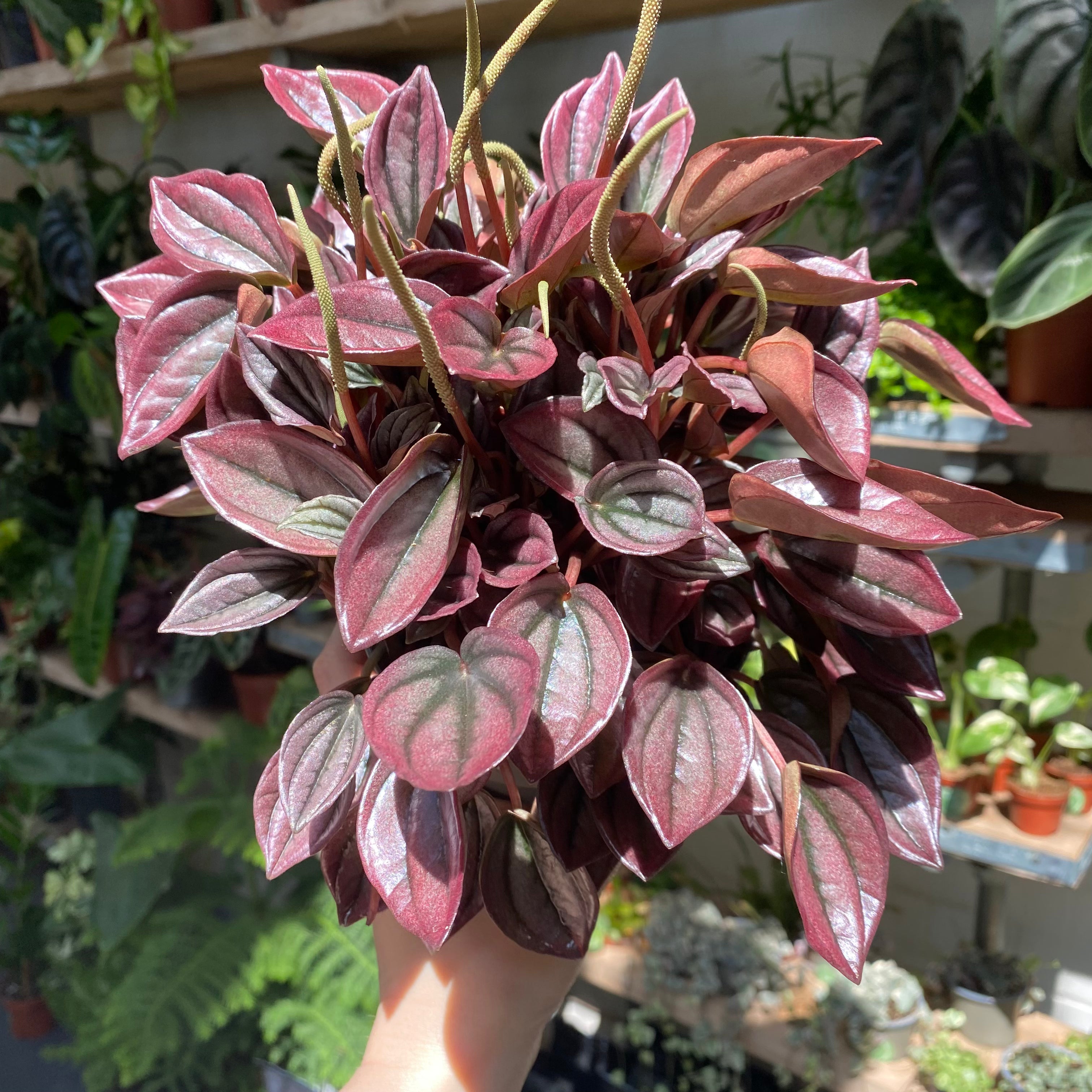 Peperomia Caperata 'Cayenne' in a 11 - 13 cm pot at The Watered Garden
