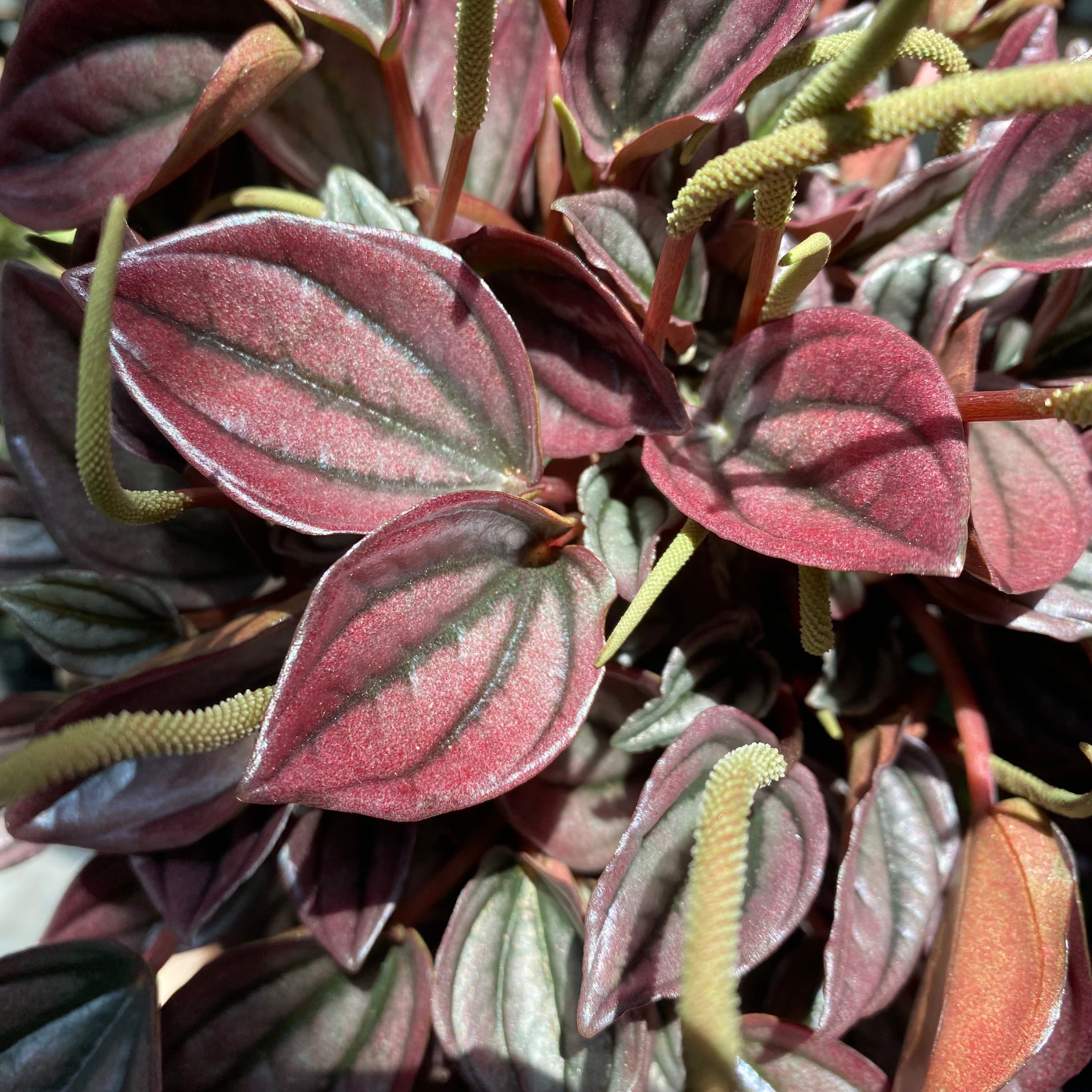 Peperomia Caperata 'Cayenne' in a 11 - 13 cm pot at The Watered Garden