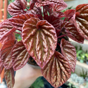 Peperomia Caperata 'Schumi' in a 11 - 13 cm pot at The Watered Garden