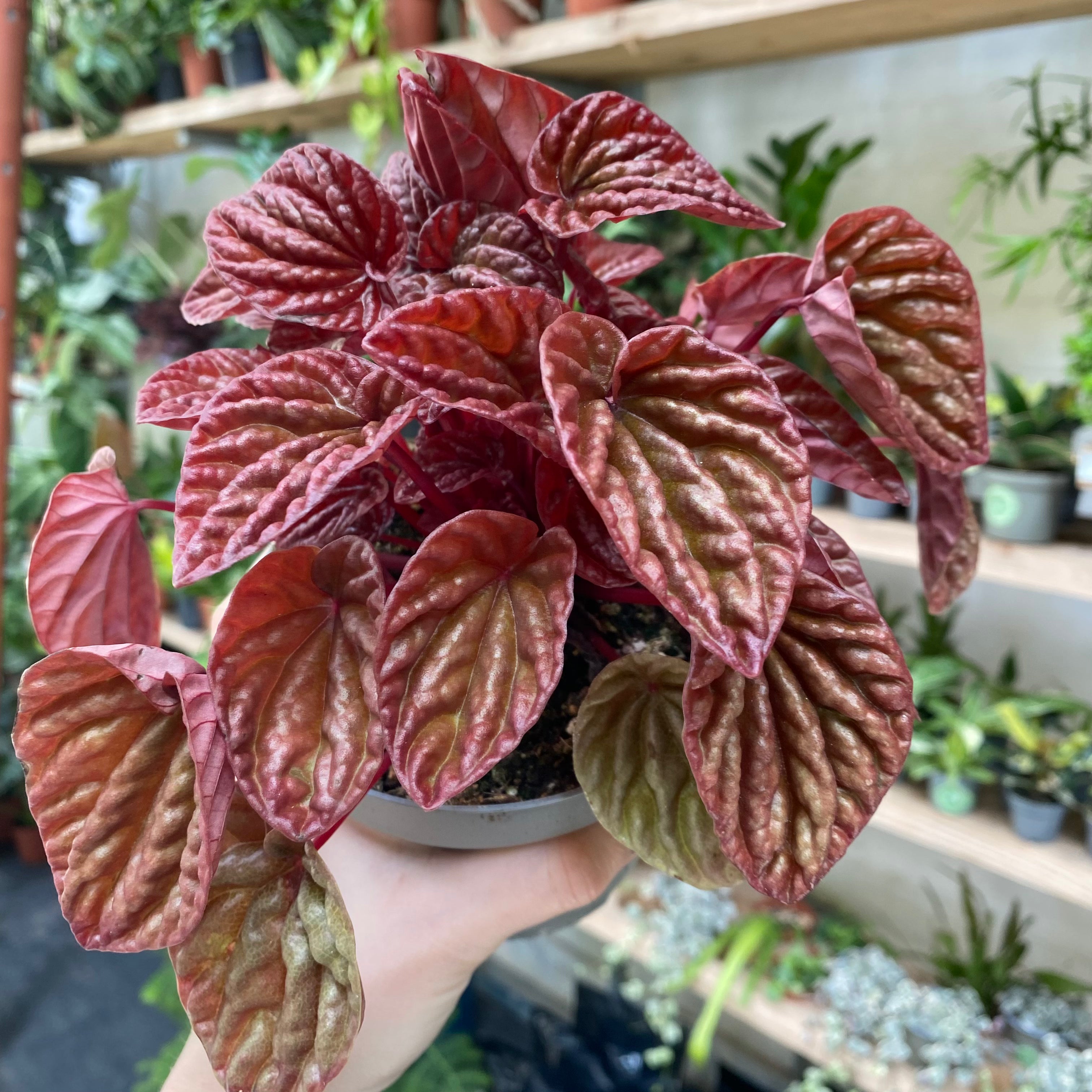 Peperomia Caperata 'Schumi' in a 11 - 13 cm pot at The Watered Garden