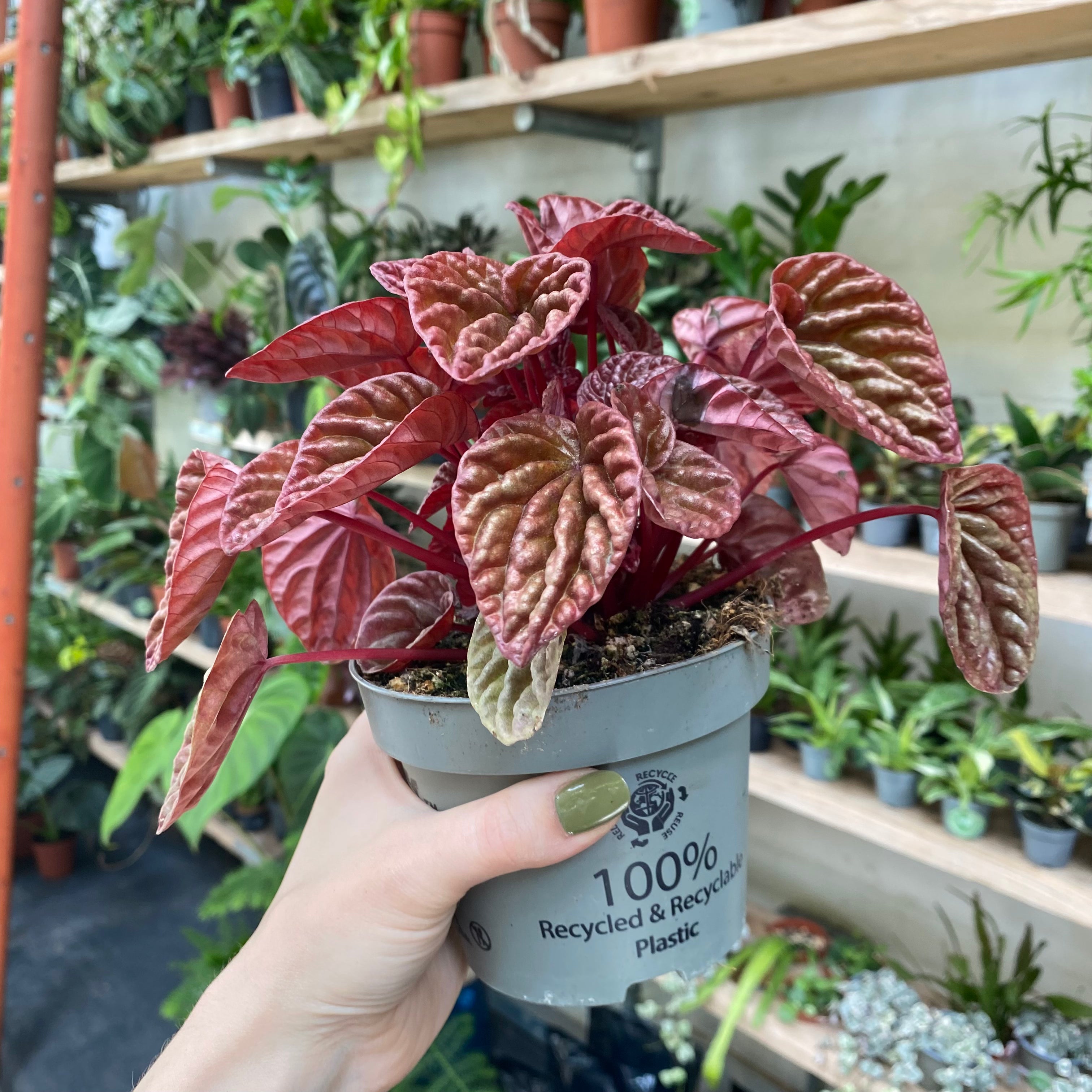 Peperomia Caperata 'Schumi' in a 11 - 13 cm pot at The Watered Garden