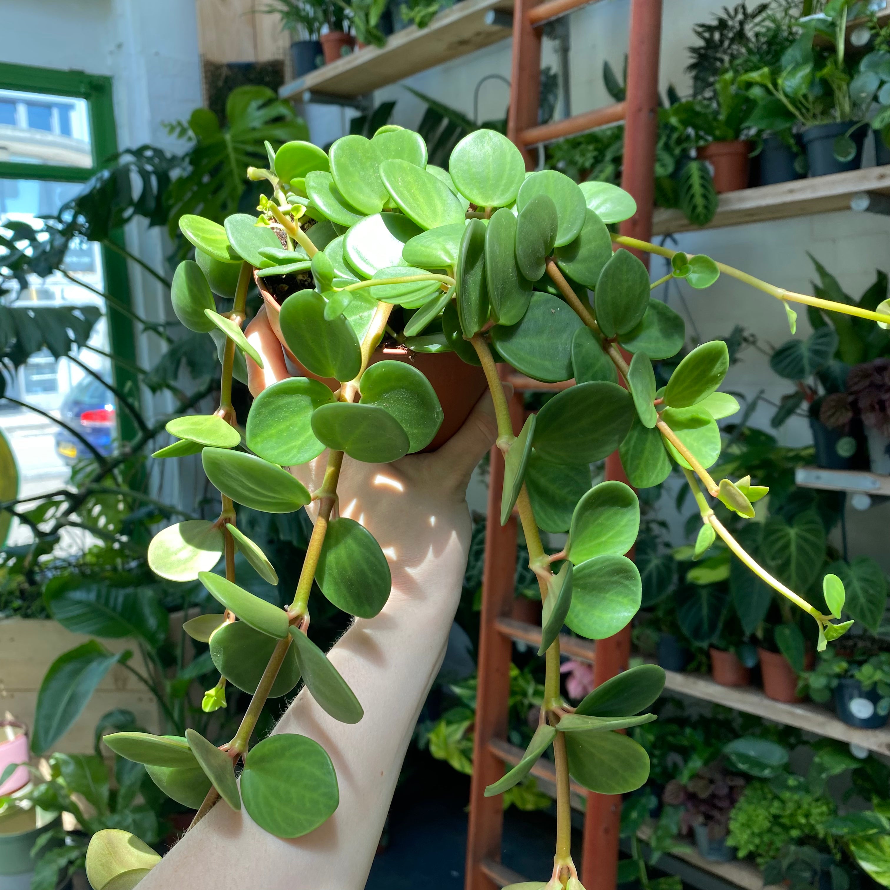 Peperomia Hope in a 11 - 13 cm pot at The Watered Garden